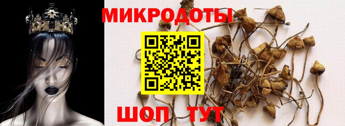 Псилоцибиновые грибы мицелий Якутск